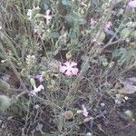 Silene conica Floare