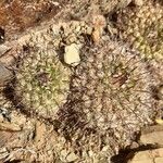 Parodia horridaBark