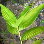 Sobralia macrantha Leaf