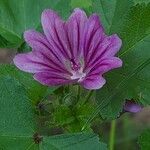Malva sylvestris Flower