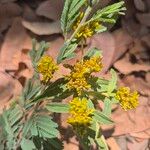 Flaveria bidentis Flower