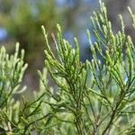 Erica arborescens Leaf