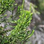 Erica arborescens Leaf