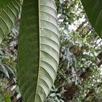 Perebea guianensis Hoja