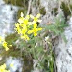 Biscutella laevigata Flor