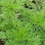 Delphinium ajacis Leaf