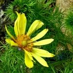 Adonis vernalis Flower