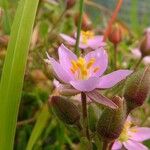 Spergularia rupicola Flower