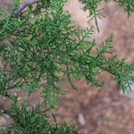 Cupressus goveniana Leaf