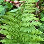 Athyrium filix-feminaBlatt