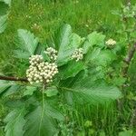 Sorbus mougeotii Flower