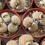 Lithops fulviceps Folha