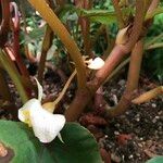 Begonia handelii Hábitos