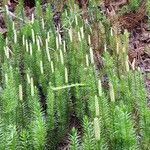 Lycopodium annotinum Yaprak