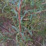 Epilobium brachycarpum Alkat (teljes növény)