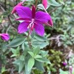 Epilobium latifolium Kwiat