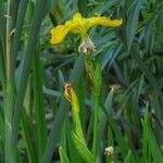 Iris pseudacorus 花
