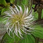 Clematis integrifolia Плод