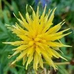 Centaurea collina Flower