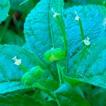 Mercurialis perennis 花