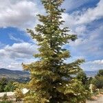 Abies concolor Costuma