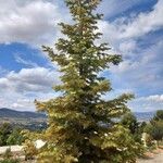 Abies concolor Облик