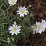 Cerastium gibraltaricum Flor