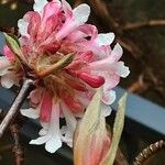 Viburnum × bodnantense Blomma