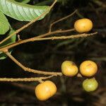 Paullinia capreolata Gyümölcs