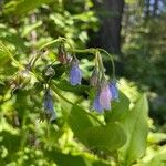 Mertensia paniculata Flor