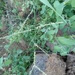 Batochloa deusta Floro
