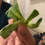 Valeriana locustaDeilen