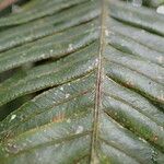 Blechnum binervatum Leaf