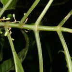 Hoffmannia nicotianifolia Кора