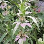 Monarda punctata Blad