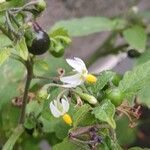 Solanum nigrum Flor