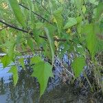 Hibiscus laevis Lehti