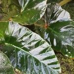 Begonia angularis पत्ता