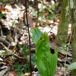 Chrysoglossum ornatum Habitat