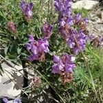 Scutellaria alpinaЦветок