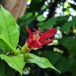 Hibiscus clayii