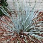 Yucca thompsoniana 葉