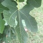Ficus carica Foglia