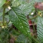 Galeopsis tetrahit Leaf