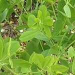 Baptisia australis Blad