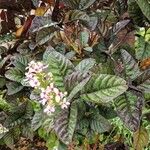 Pseuderanthemum maculatumFlower