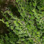 Cytisus villosus Агульны выгляд