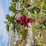 Leycesteria formosaFruit