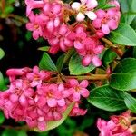 Escallonia rubraപുഷ്പം