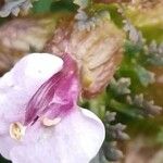 Pedicularis palustris Квітка